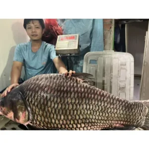 Cá Hô Thiên Nhiên khủng giá bao nhiêu - bán ở đâu - làm món gì ngon