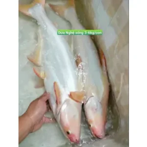 Cá Dứa Nghệ giá bao nhiêu - mua ở đâu TpHCM - làm món gì ngon