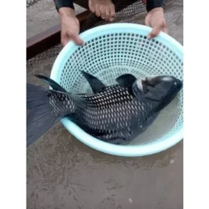 Cá Hô Sống Khủng giá bao nhiêu - mua ở đâu TpHCM - làm món gì ngon