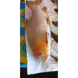 Cá Anh Vũ Đỏ - Anh Vũ Đầu Vàng giá bao nhiêu - mua ở đâu - làm món gì ngon