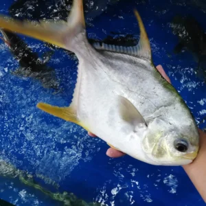 Cá chim trắng