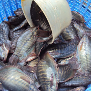 Cá sặc