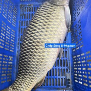 Cá Chép Sông Khủng giá bao nhiêu - mua ở đâu TpHCM - làm món gì ngon